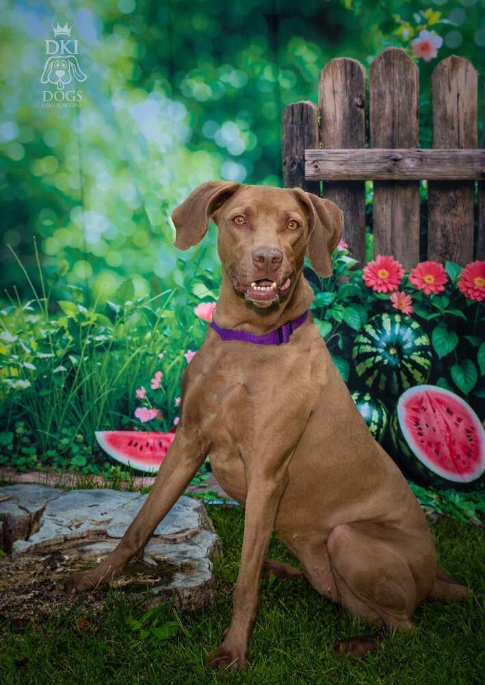 Peanut, a Adoptable mixed breed in Denver, CO image 5/6