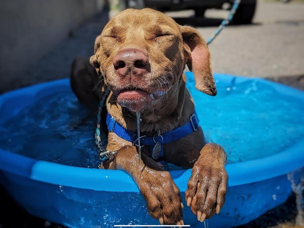 Peanut, a Adoptable mixed breed in Denver, CO image 6/6