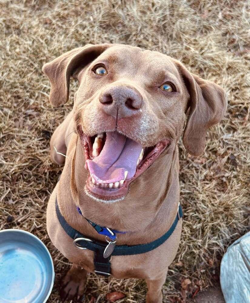 Enlarge Peanut, a Adoptable mixed breed in Denver, CO image 5/6