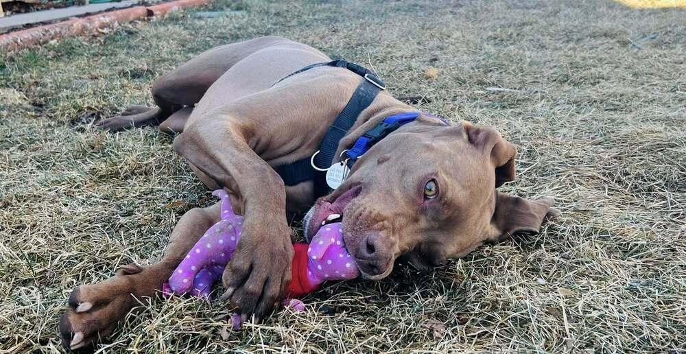 Enlarge Peanut, a Adoptable mixed breed in Denver, CO image 6/6