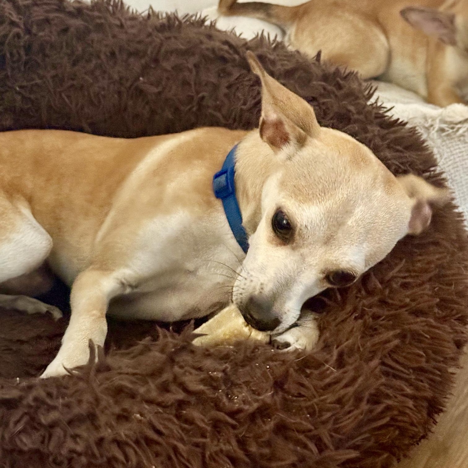 Enlarge Knuckles, a ADOPTABLE mixed breed in modesto, CA image 4/6
