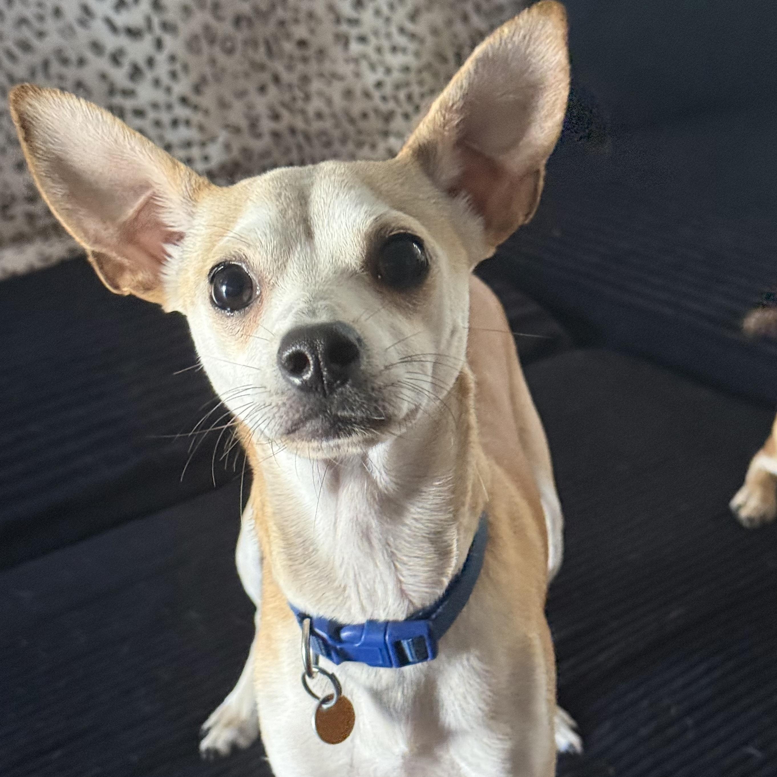 Enlarge Knuckles, a ADOPTABLE mixed breed in modesto, CA image 3/6