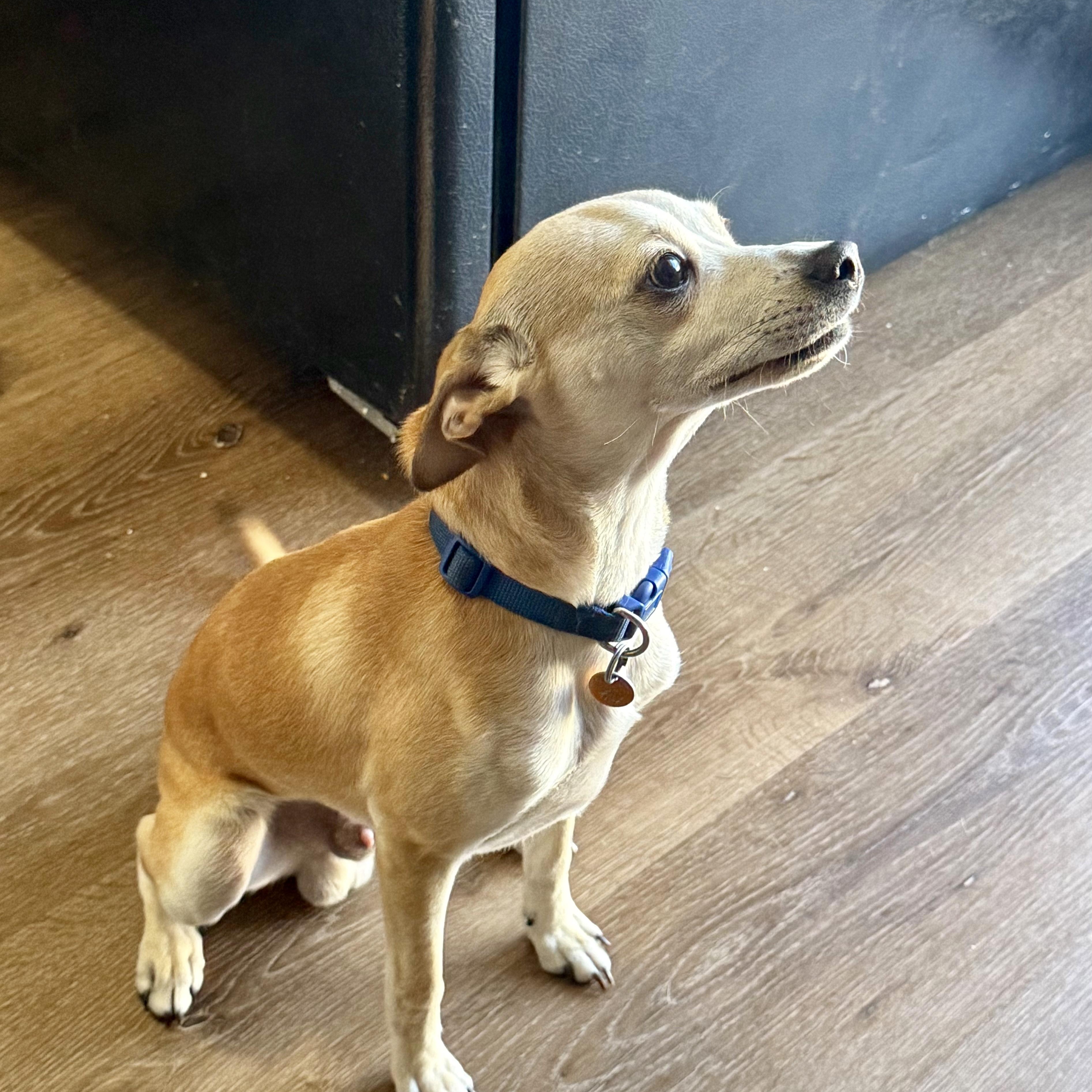 Enlarge Knuckles, a ADOPTABLE mixed breed in modesto, CA image 5/6