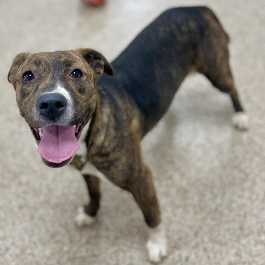 Paisley, Adoptable, Adult Female Boxer.