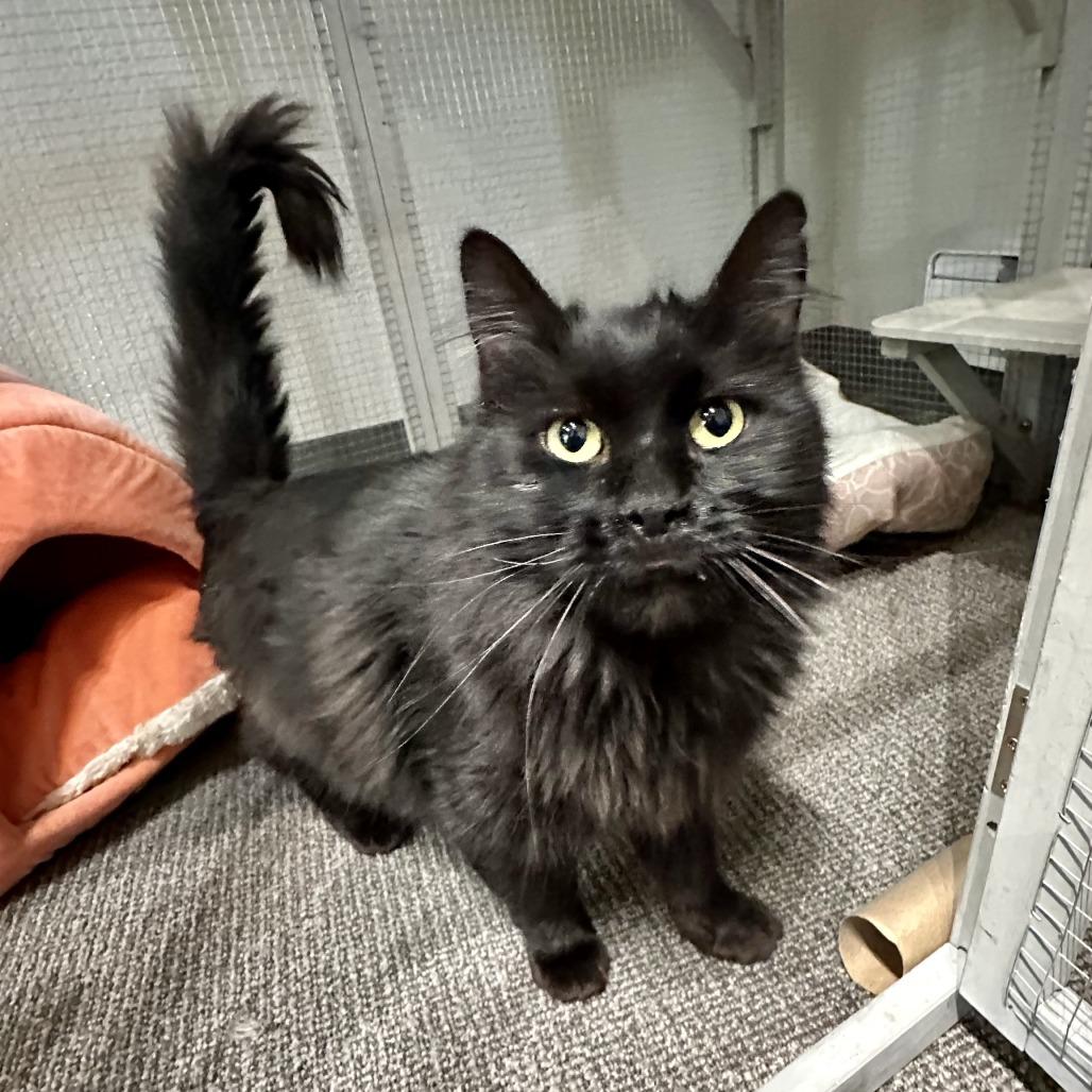 Toothless, Adoptable, Adult Male Domestic Long Hair.