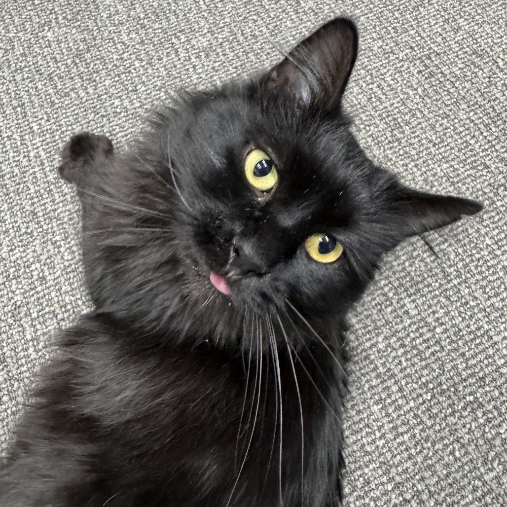 Enlarge Toothless, a Adoptable Domestic Long Hair in Durango, CO image 2/5