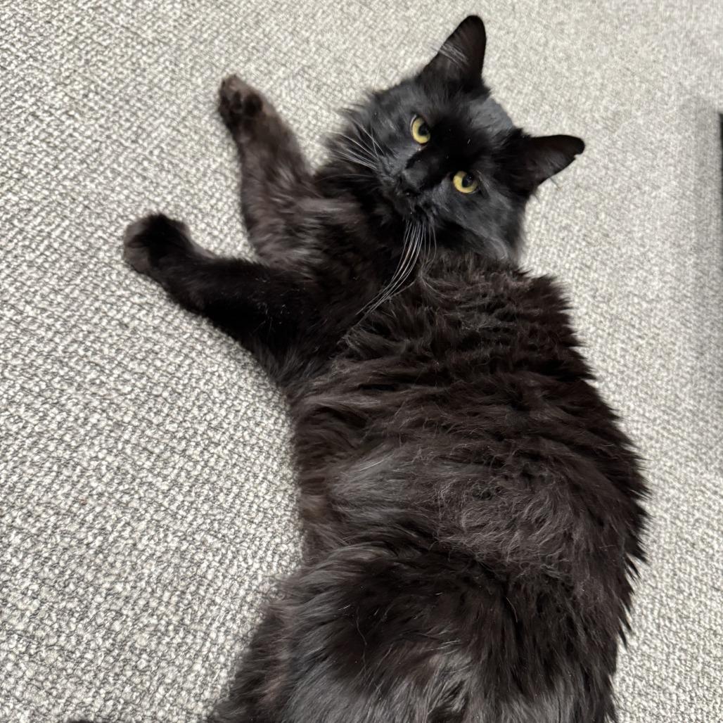 Enlarge Toothless, a Adoptable Domestic Long Hair in Durango, CO image 3/5
