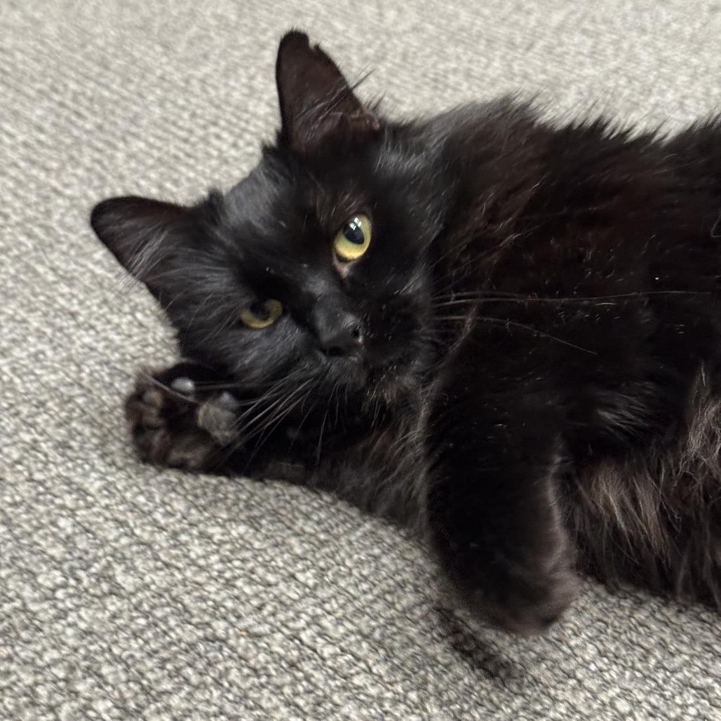 Enlarge Toothless, a Adoptable Domestic Long Hair in Durango, CO image 4/5