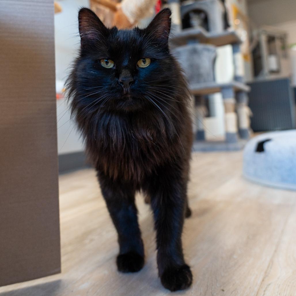 Enlarge Toothless, a Adoptable Domestic Long Hair in Durango, CO image 5/5