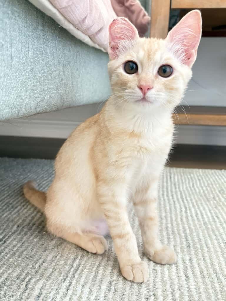 Julius, Adoptable, Kitten Male Domestic Short Hair.