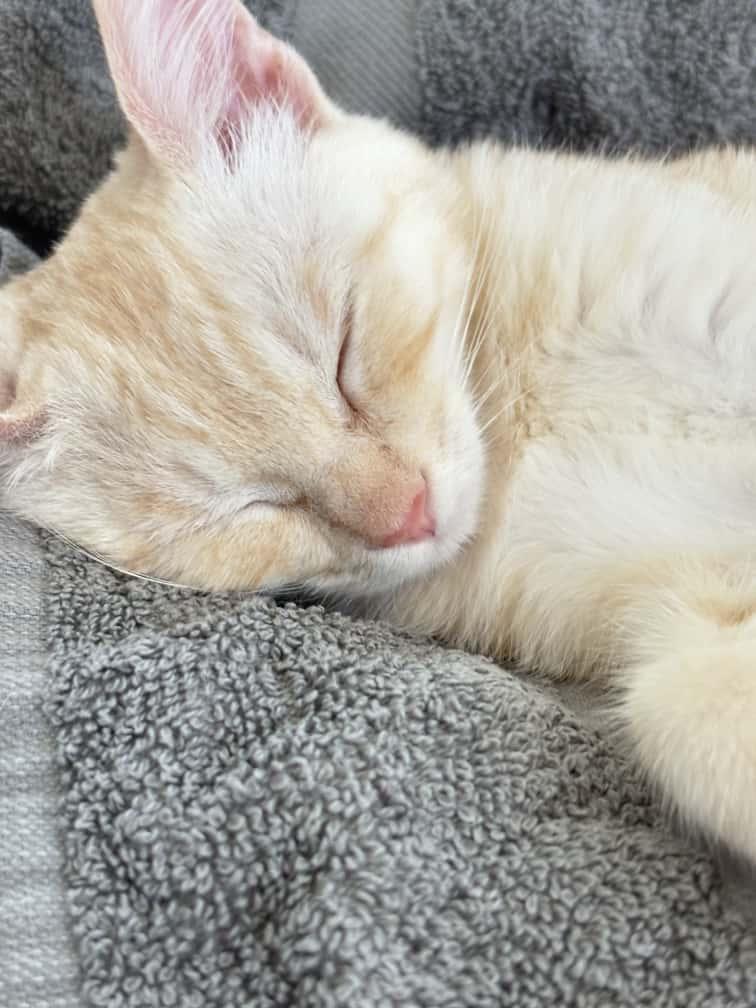 Julius, a Adoptable Domestic Short Hair in San Francisco, CA image 4/4