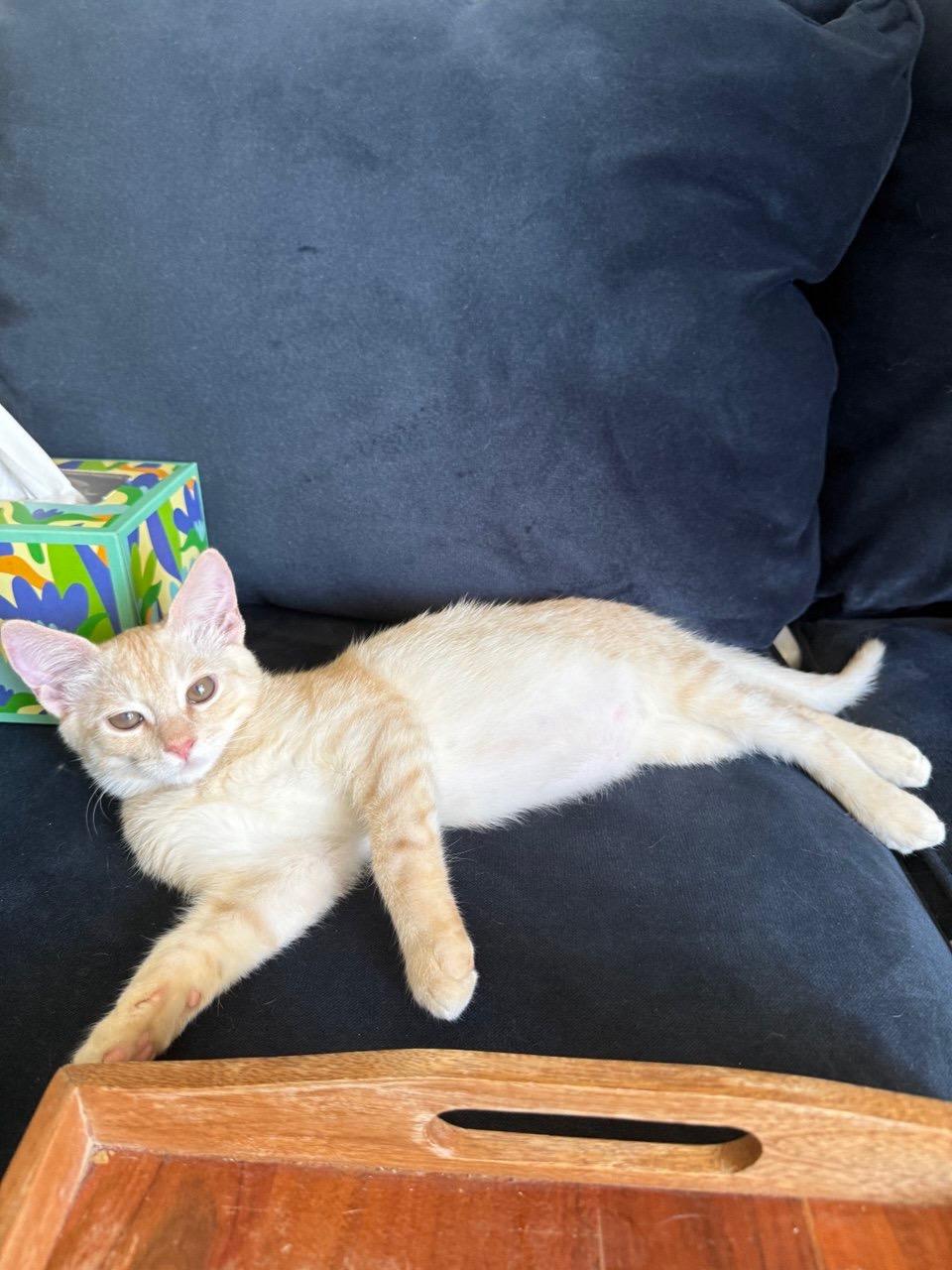 Julius, a Adoptable Domestic Short Hair in San Francisco, CA image 3/4