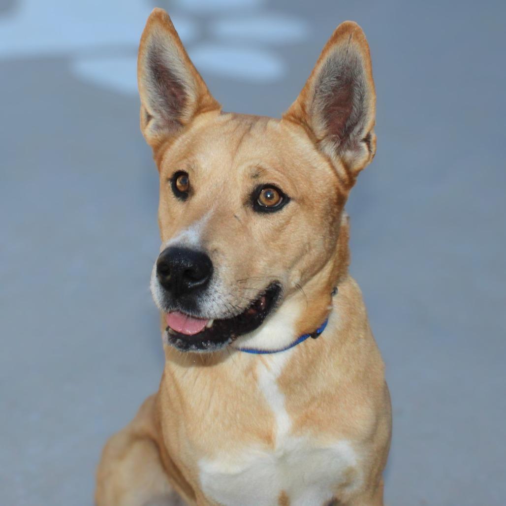 Playa, Adoptable, Adult Male Mixed Breed.