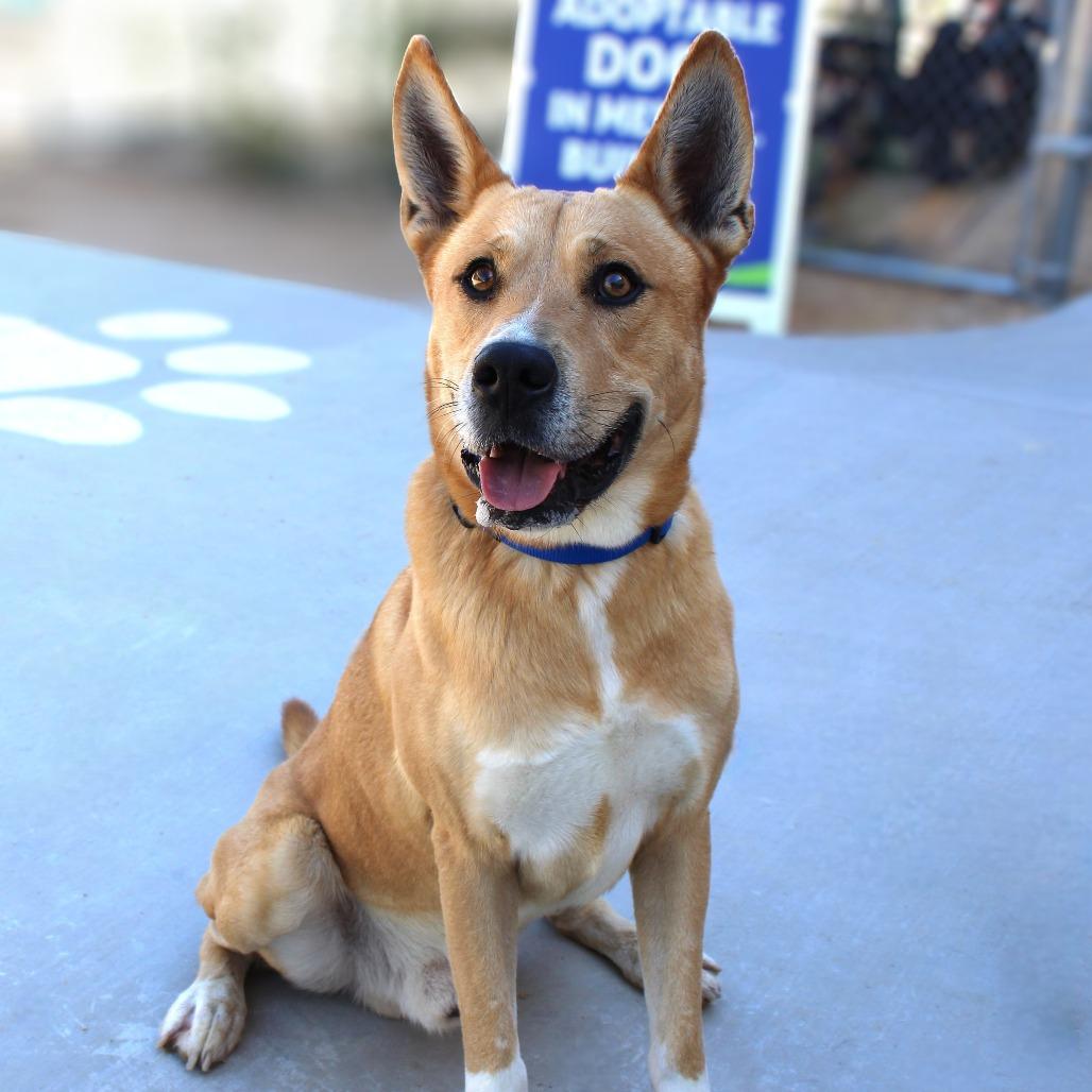 Enlarge Playa, a Adoptable Mixed Breed in Las Cruces, NM image 2/6