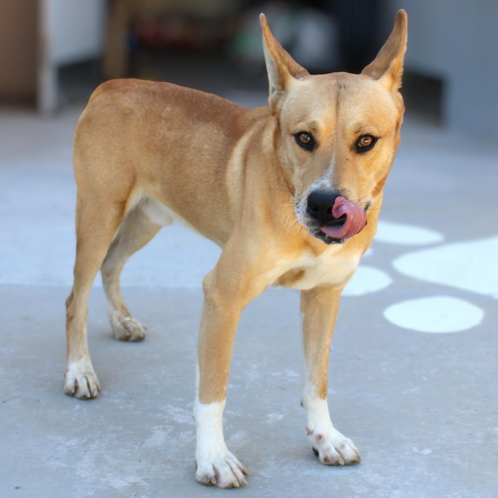 Enlarge Playa, a Adoptable Mixed Breed in Las Cruces, NM image 3/6