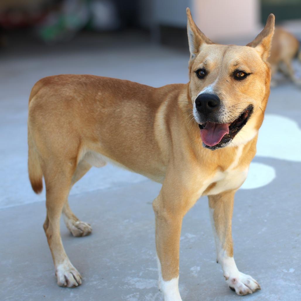 Enlarge Playa, a Adoptable Mixed Breed in Las Cruces, NM image 5/6