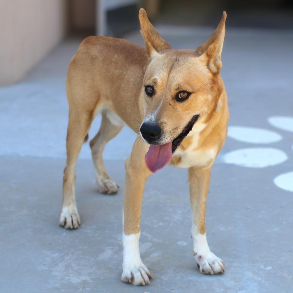 Enlarge Playa, a Adoptable Mixed Breed in Las Cruces, NM image 6/6