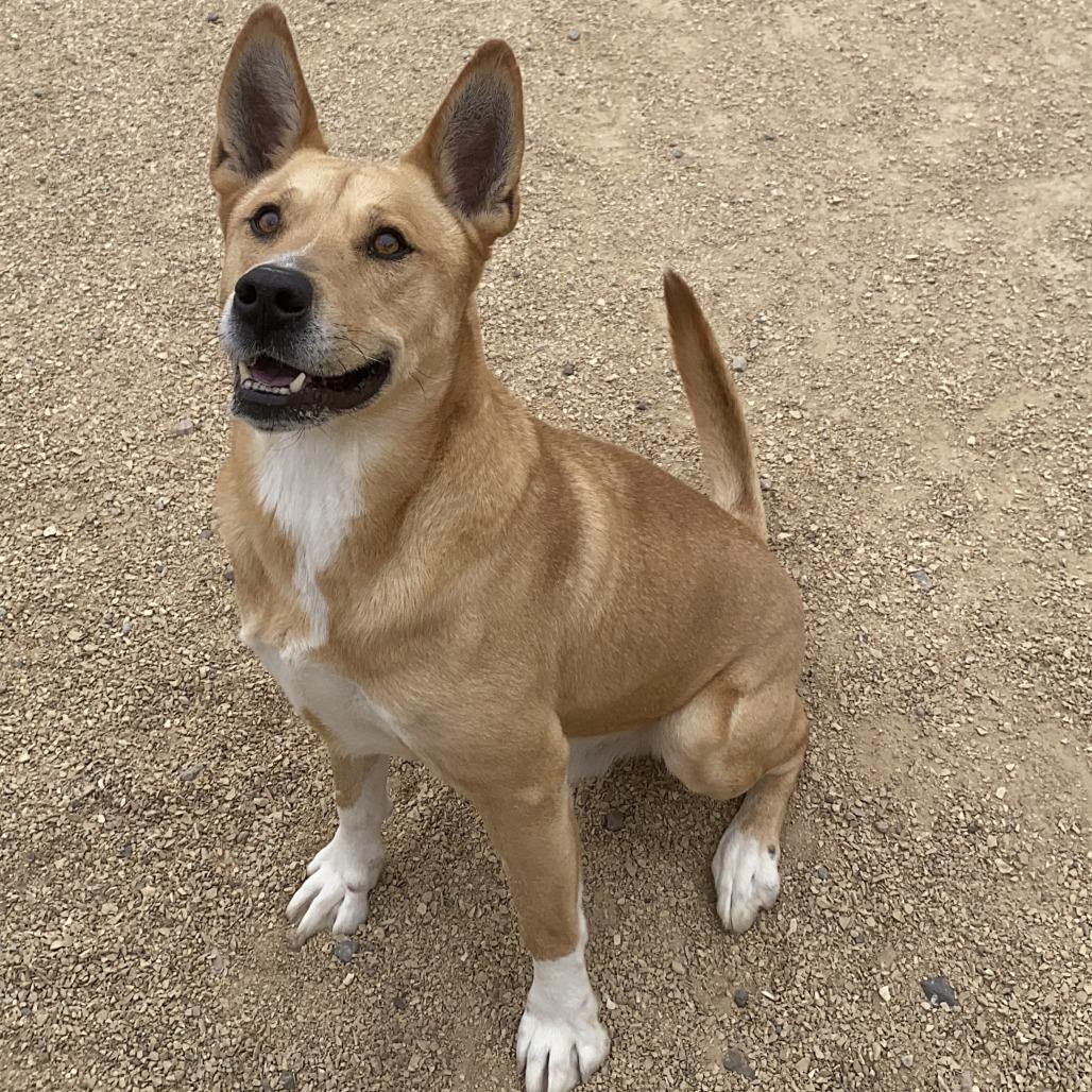 Enlarge Playa, a Adoptable Mixed Breed in Las Cruces, NM image 6/6