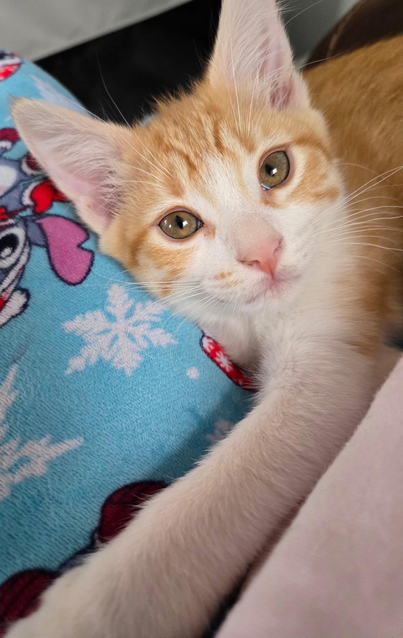 Enlarge Raya (siblings are Rowdy & Roo), an adopted Tabby in Brighton, MI image 4/6