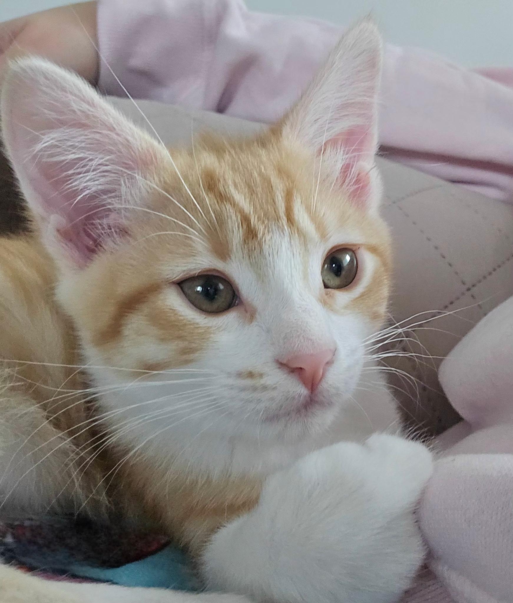 Enlarge Raya (siblings are Rowdy & Roo), an adopted Tabby in Brighton, MI image 3/6