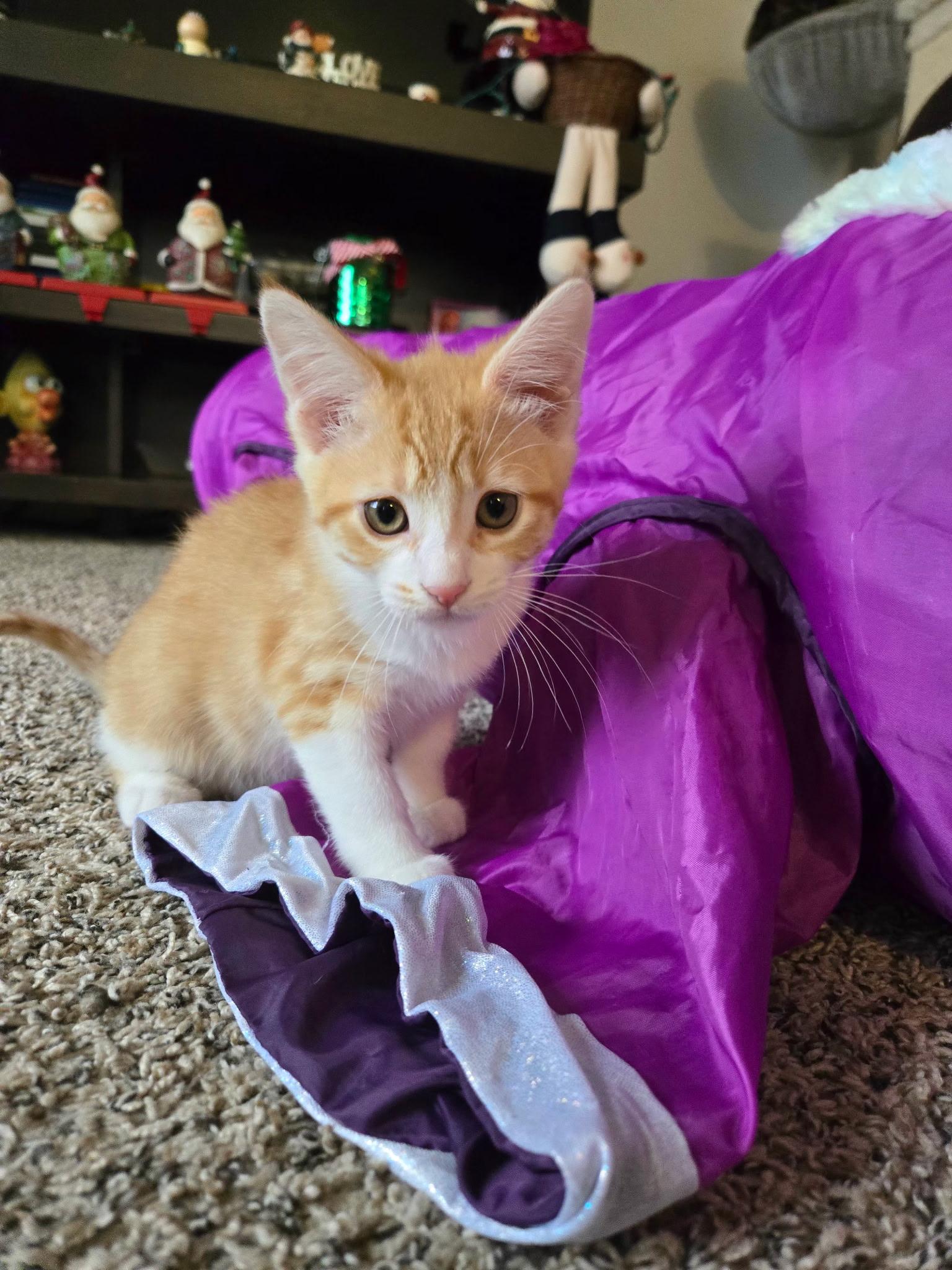 Enlarge Raya (siblings are Rowdy & Roo), an adopted Tabby in Brighton, MI image 6/6