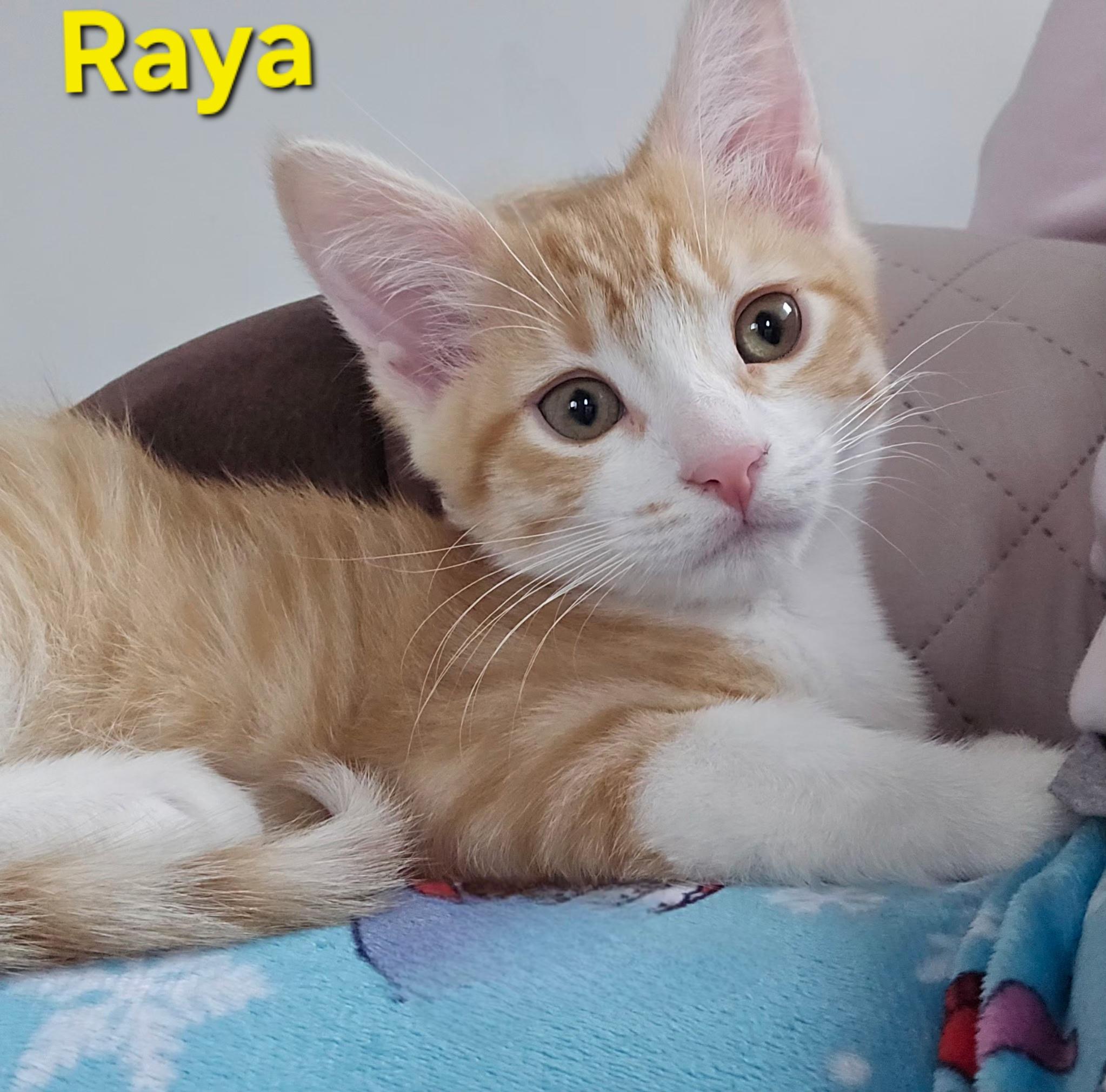 Enlarge Raya (siblings are Rowdy & Roo), an adopted Tabby in Brighton, MI image 1/6