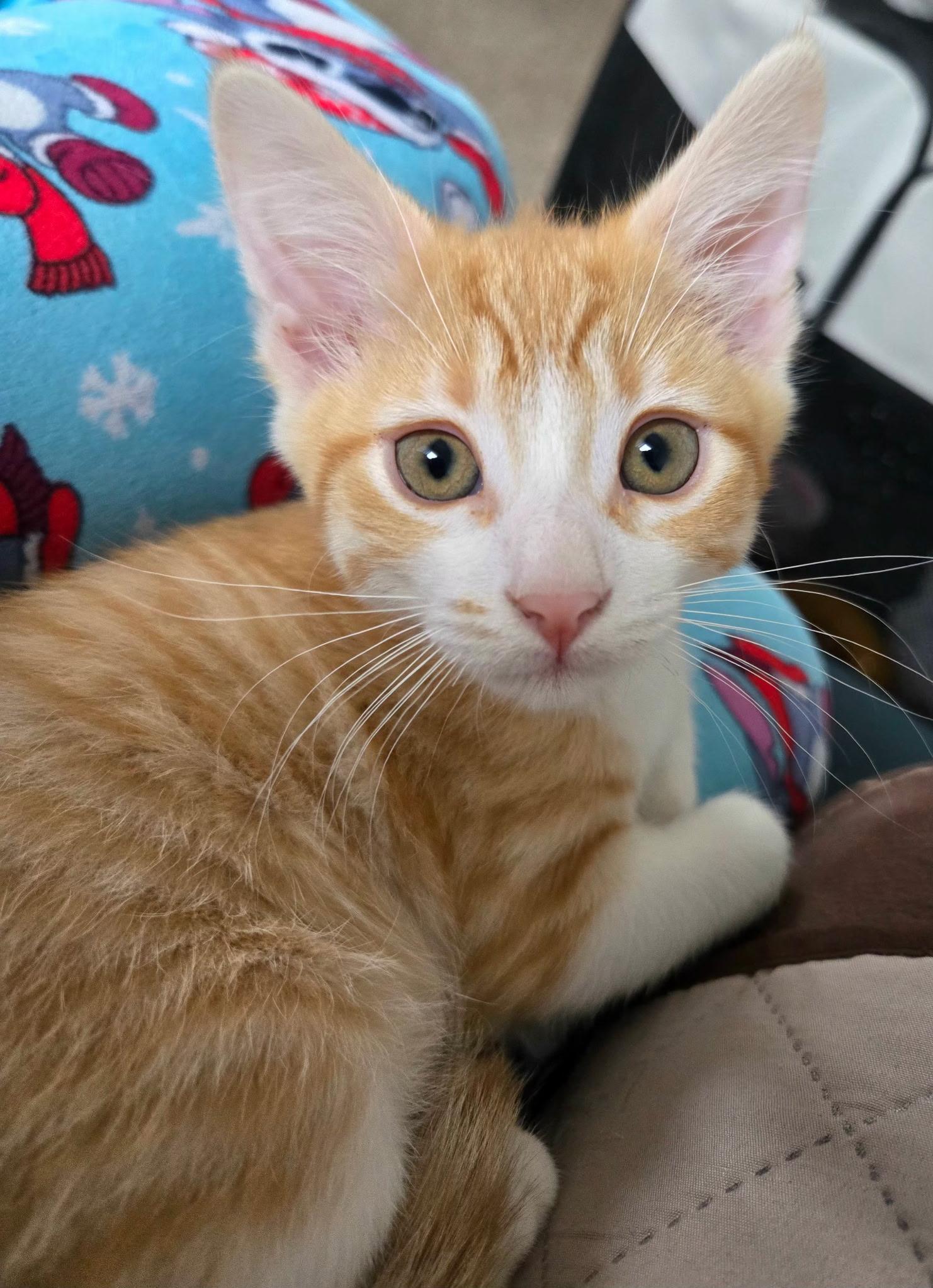 Enlarge Raya (siblings are Rowdy & Roo), an adopted Tabby in Brighton, MI image 2/6