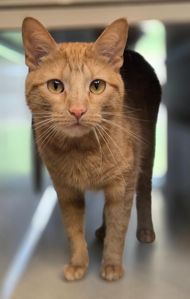Ginger, Adoptable, Young Female Domestic Short Hair.