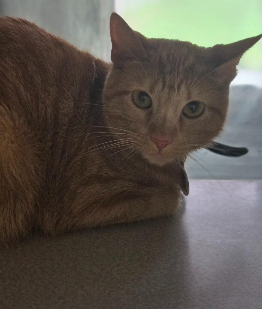 Ginger, Adoptable, Young Female Domestic Short Hair.