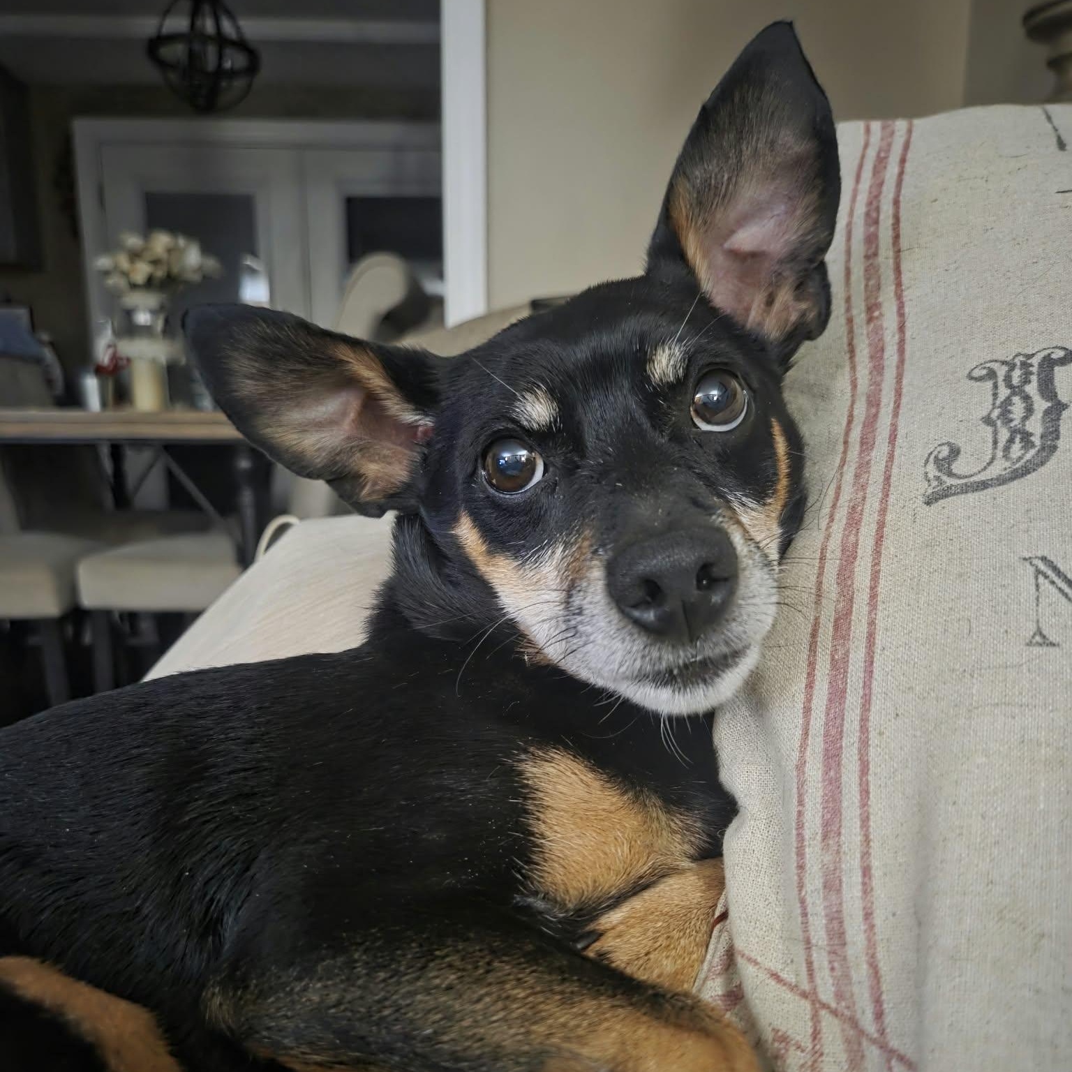 Enlarge Pepper, a Adoptable mixed breed in Louisville, KY image 3/4