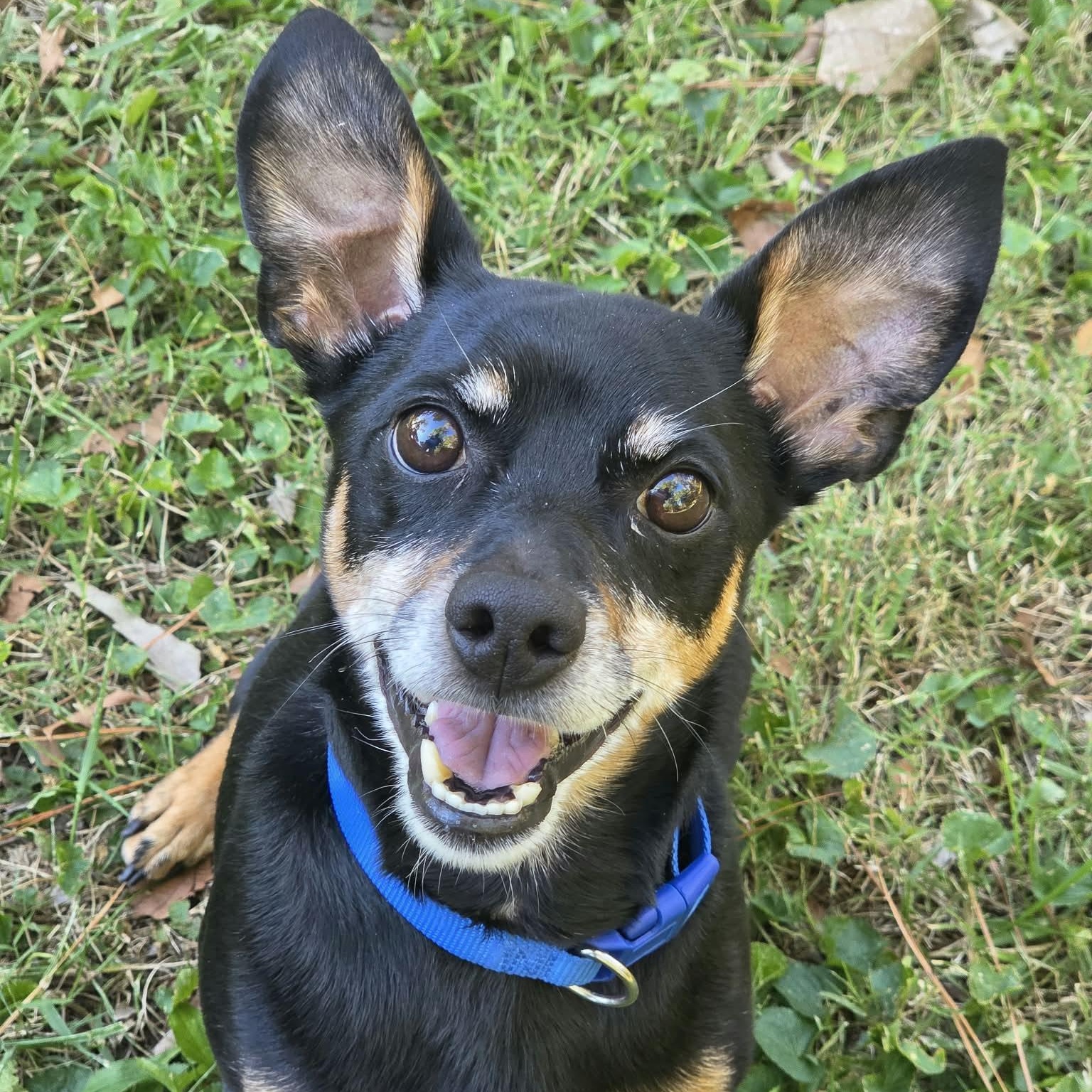 Enlarge Pepper, a Adoptable mixed breed in Louisville, KY image 1/4