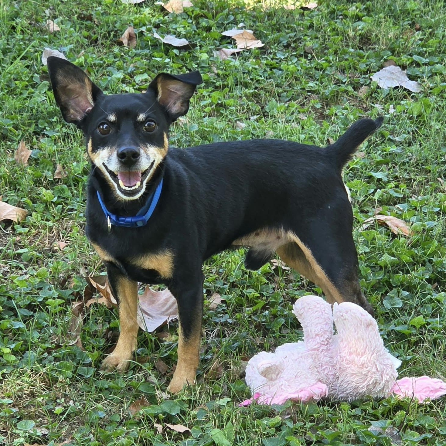 Enlarge Pepper, a Adoptable mixed breed in Louisville, KY image 4/4