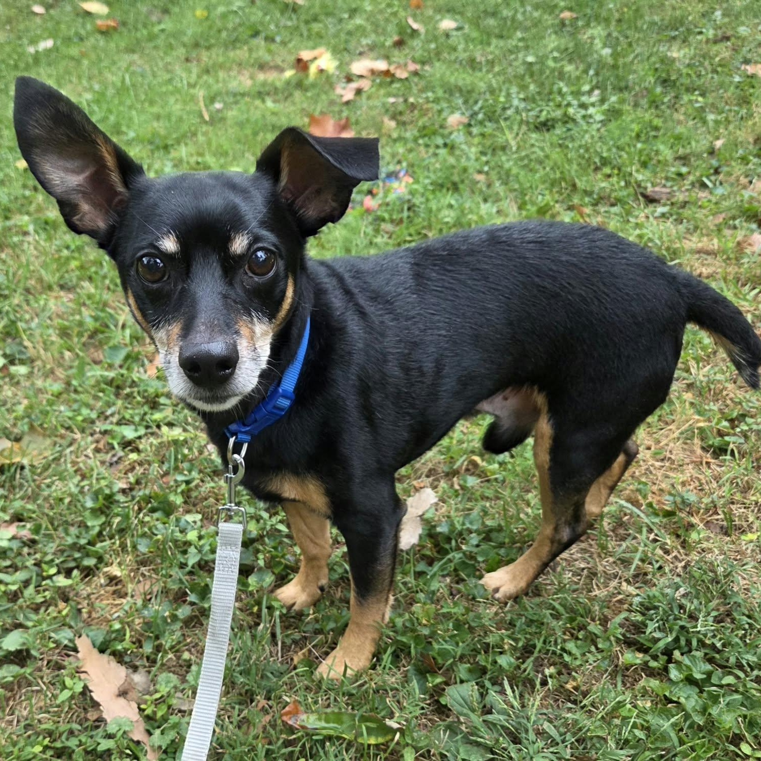 Enlarge Pepper, a Adoptable mixed breed in Louisville, KY image 2/4