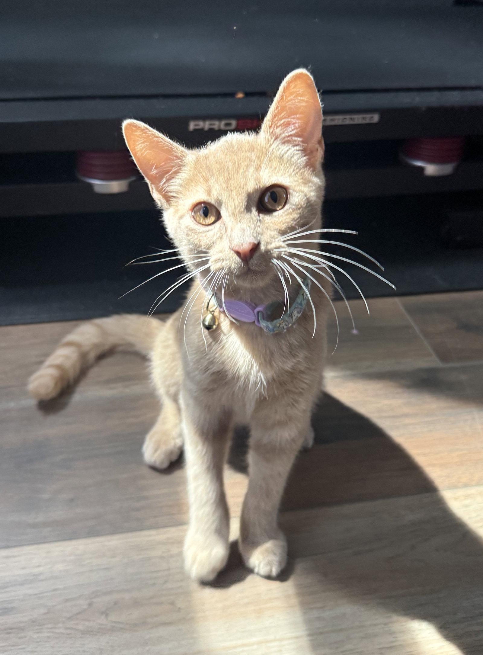 Enlarge *Rocket, a Adoptable Domestic Short Hair in Forest, VA image 2/2