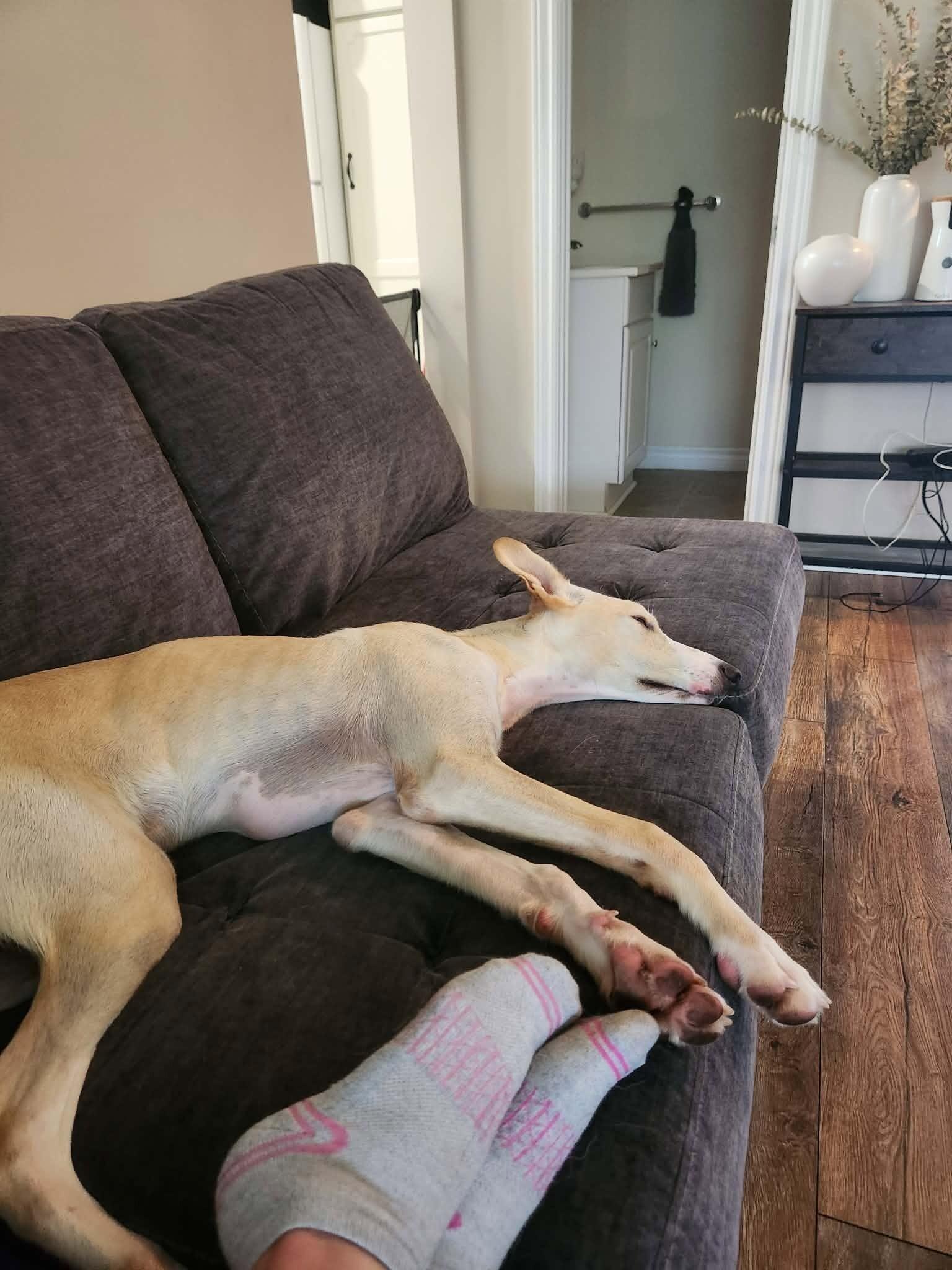 Simba, Adoptable, Young Male Mixed Breed.