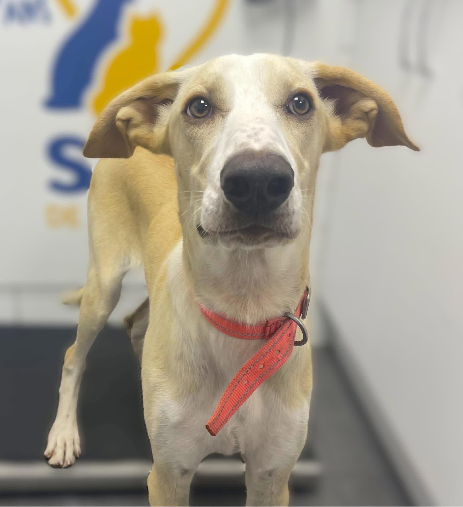 Enlarge Simba, a Adoptable Mixed Breed in Athens, ON image 2/6