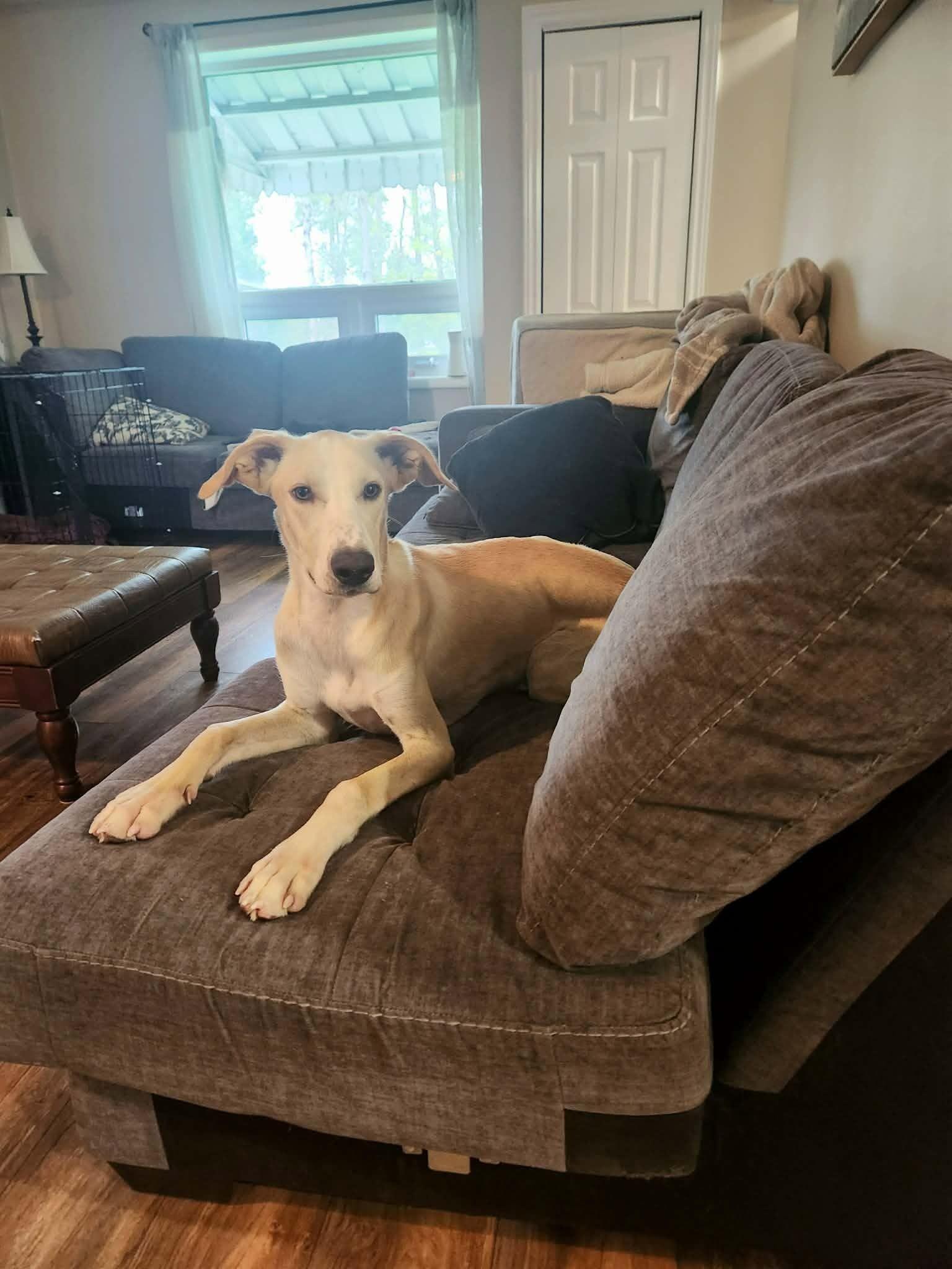 Enlarge Simba, a Adoptable Mixed Breed in Athens, ON image 3/6