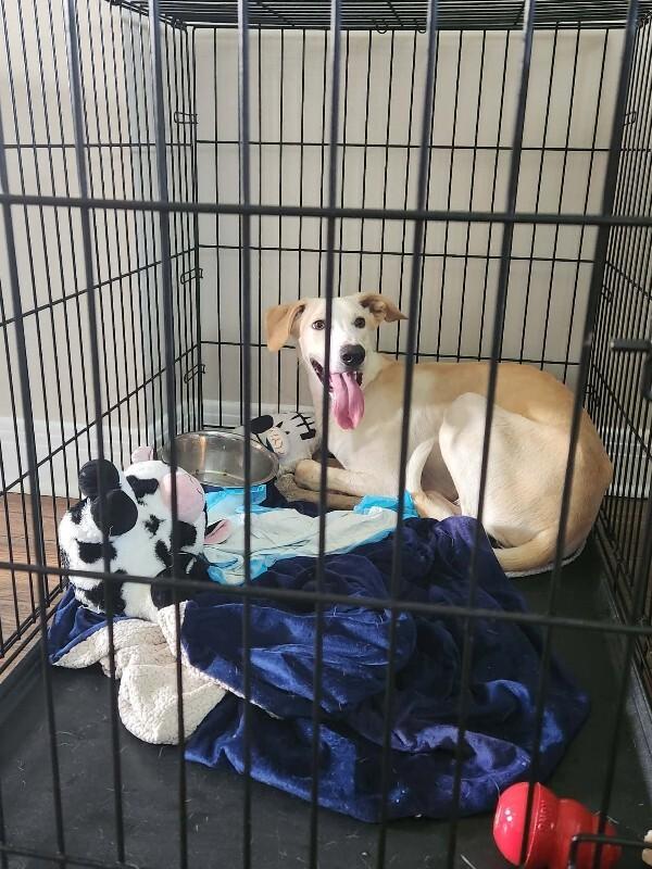 Enlarge Simba, a Adoptable Mixed Breed in Athens, ON image 5/6