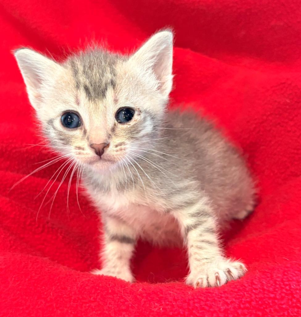 Enlarge Weston, a Adoptable mixed breed in Spring, TX image 2/5