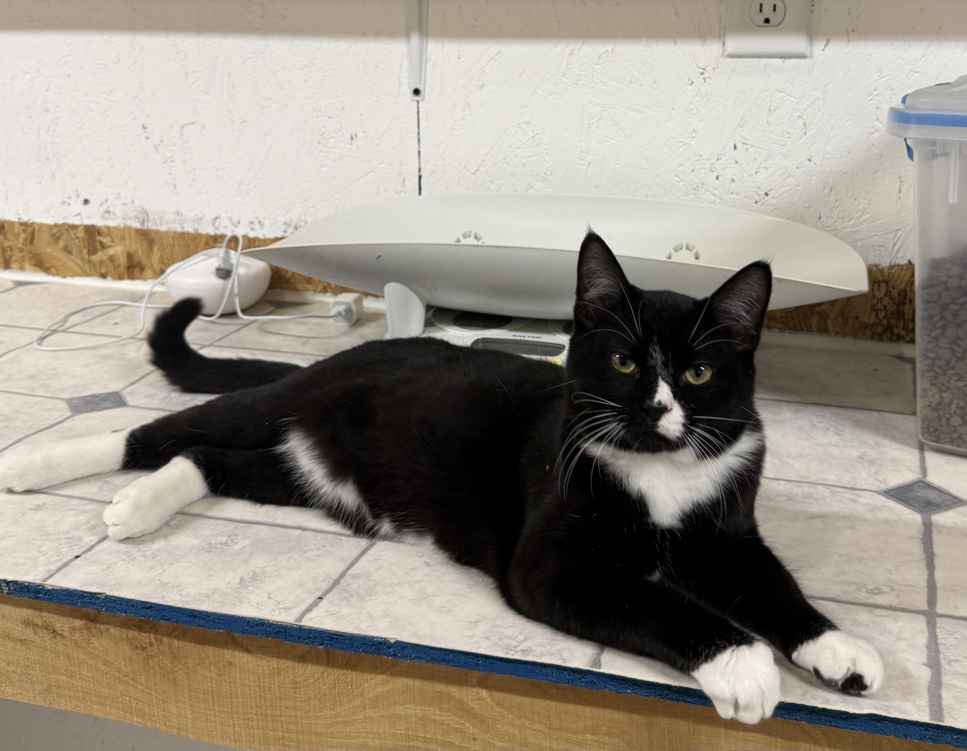 Enlarge Niall, an adopted Tuxedo in Talbott, TN image 2/6