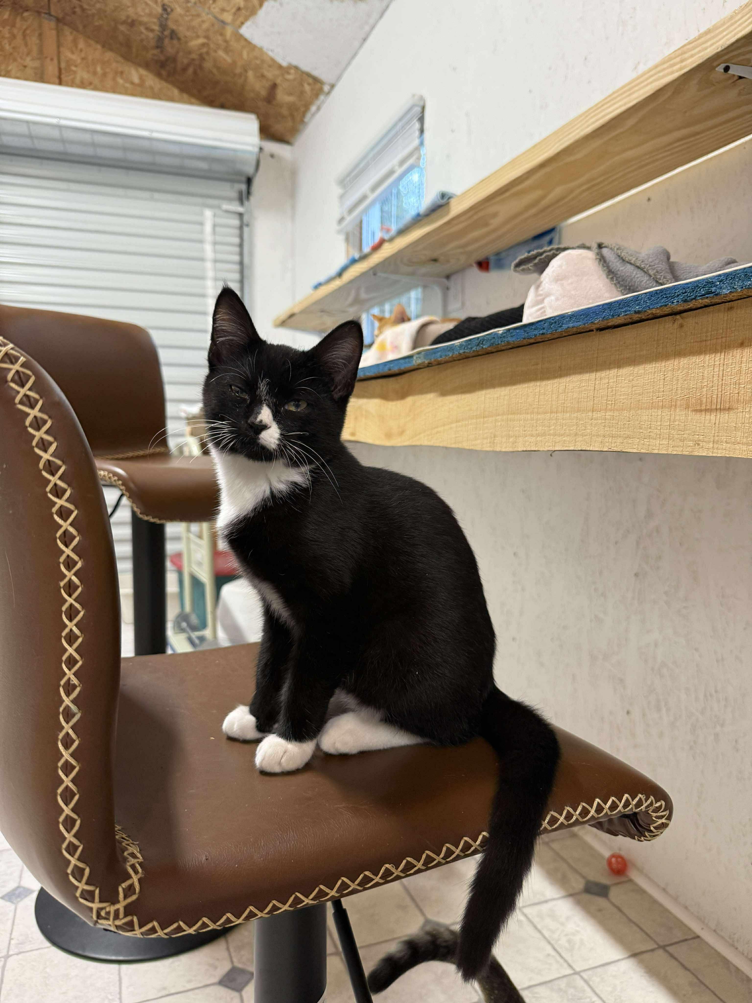 Enlarge Niall, an adopted Tuxedo in Talbott, TN image 4/6