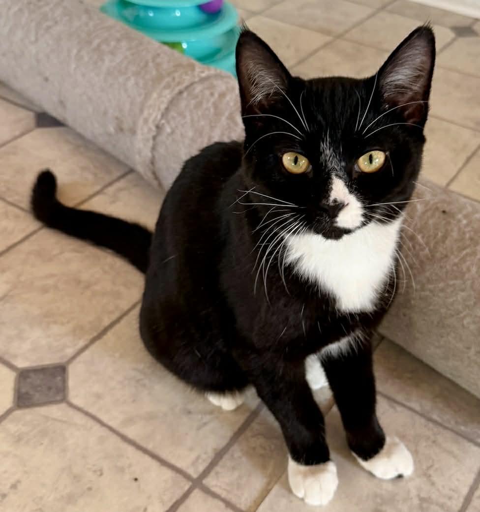 Enlarge Niall, an adopted Tuxedo in Talbott, TN image 1/6