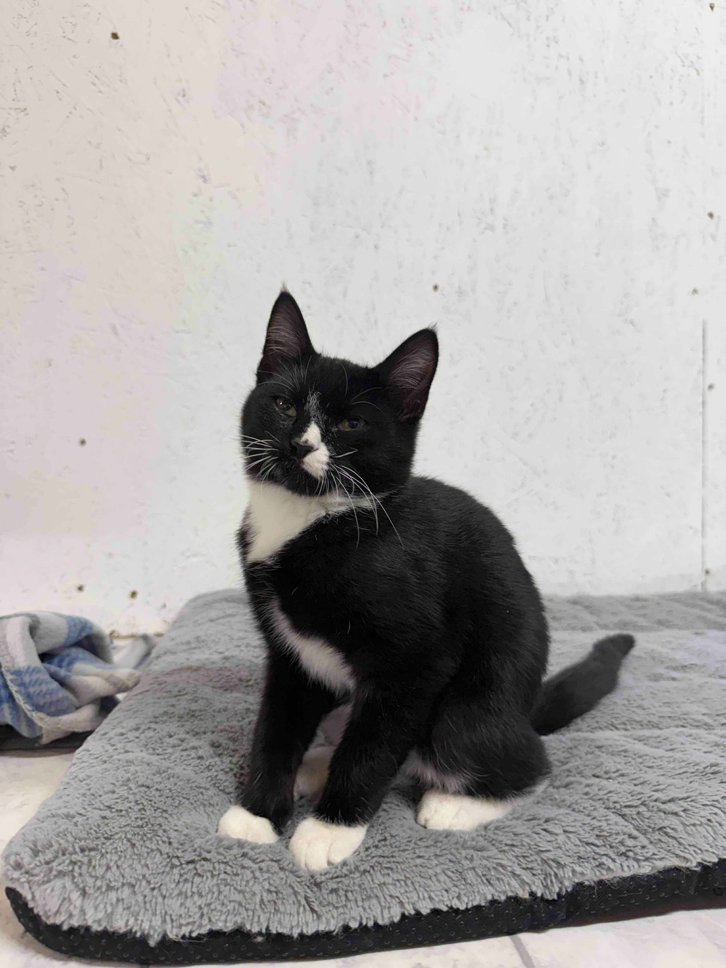 Enlarge Niall, an adopted Tuxedo in Talbott, TN image 5/6