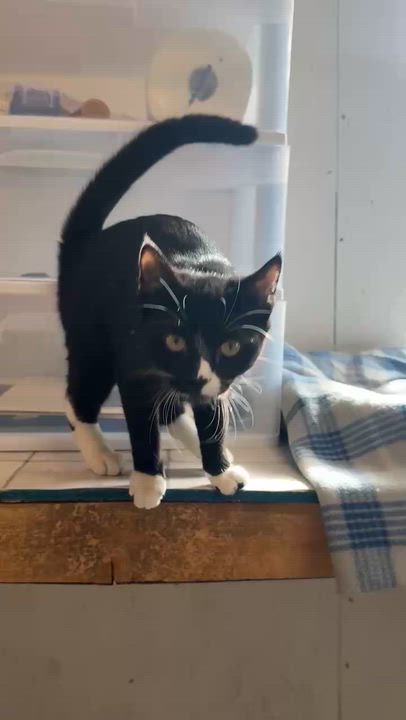 Enlarge Niall, an adopted Tuxedo in Talbott, TN video 6/6