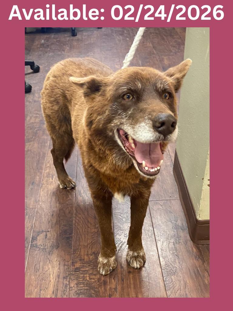 Enlarge Dog Kennel #27, a Adoptable mixed breed in Greenville, TX image 1/1