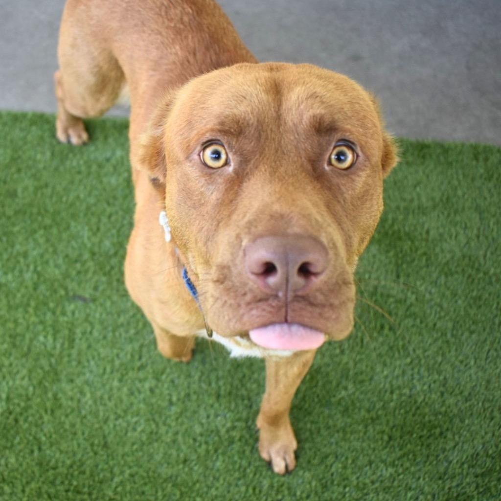 Bubbles, Adoptable, Young Female Mixed Breed.