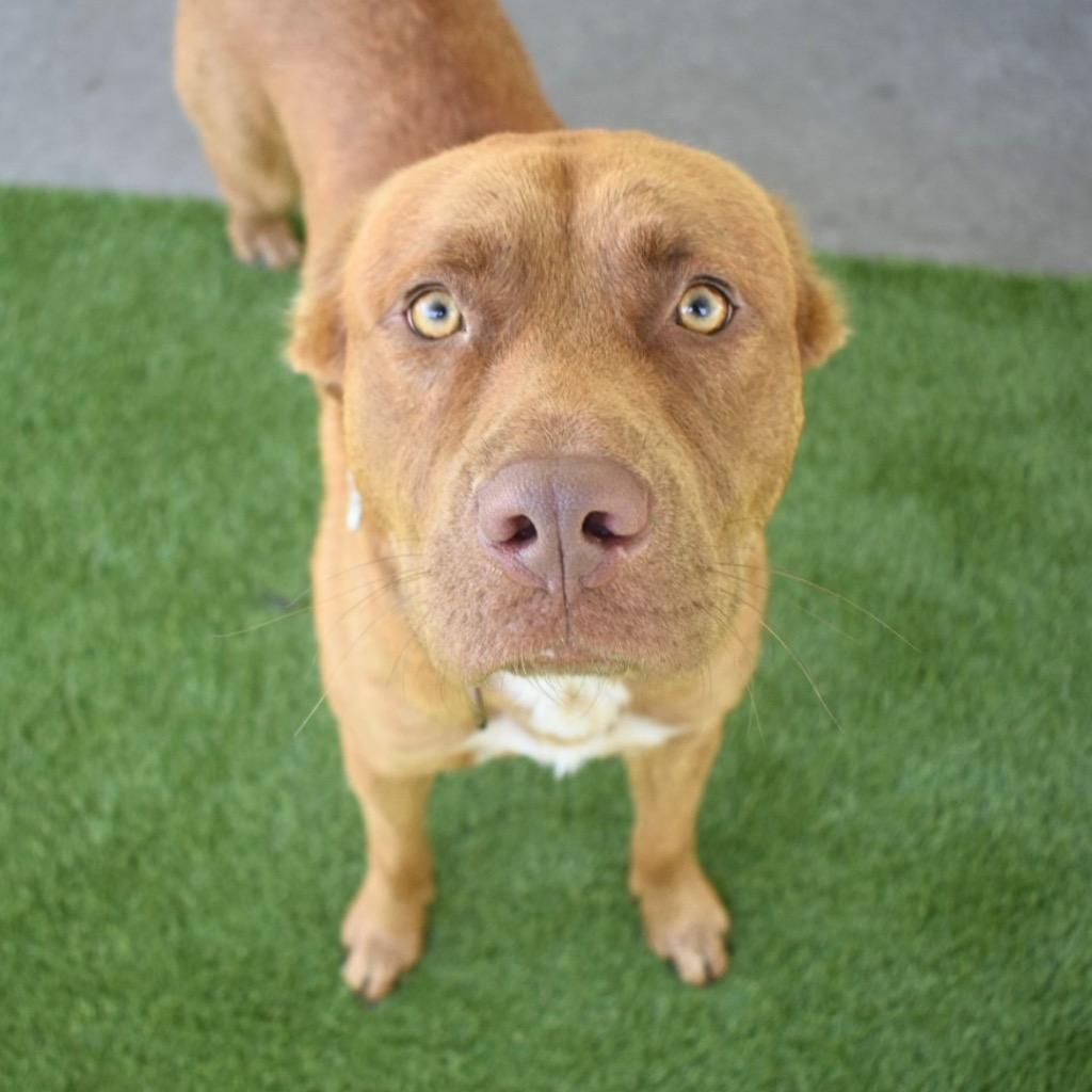 Enlarge Bubbles, a Adoptable mixed breed in Saint Petersburg, FL image 2/3