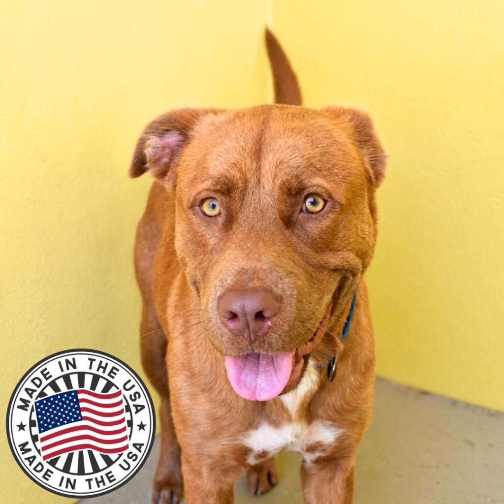 Enlarge Bubbles, a Adoptable mixed breed in Saint Petersburg, FL image 3/3
