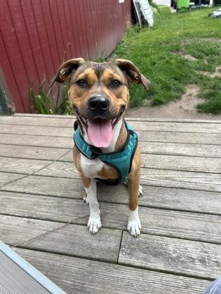 Enlarge Lizzie, a Adoptable Mixed Breed in Gwinn, MI image 1/1