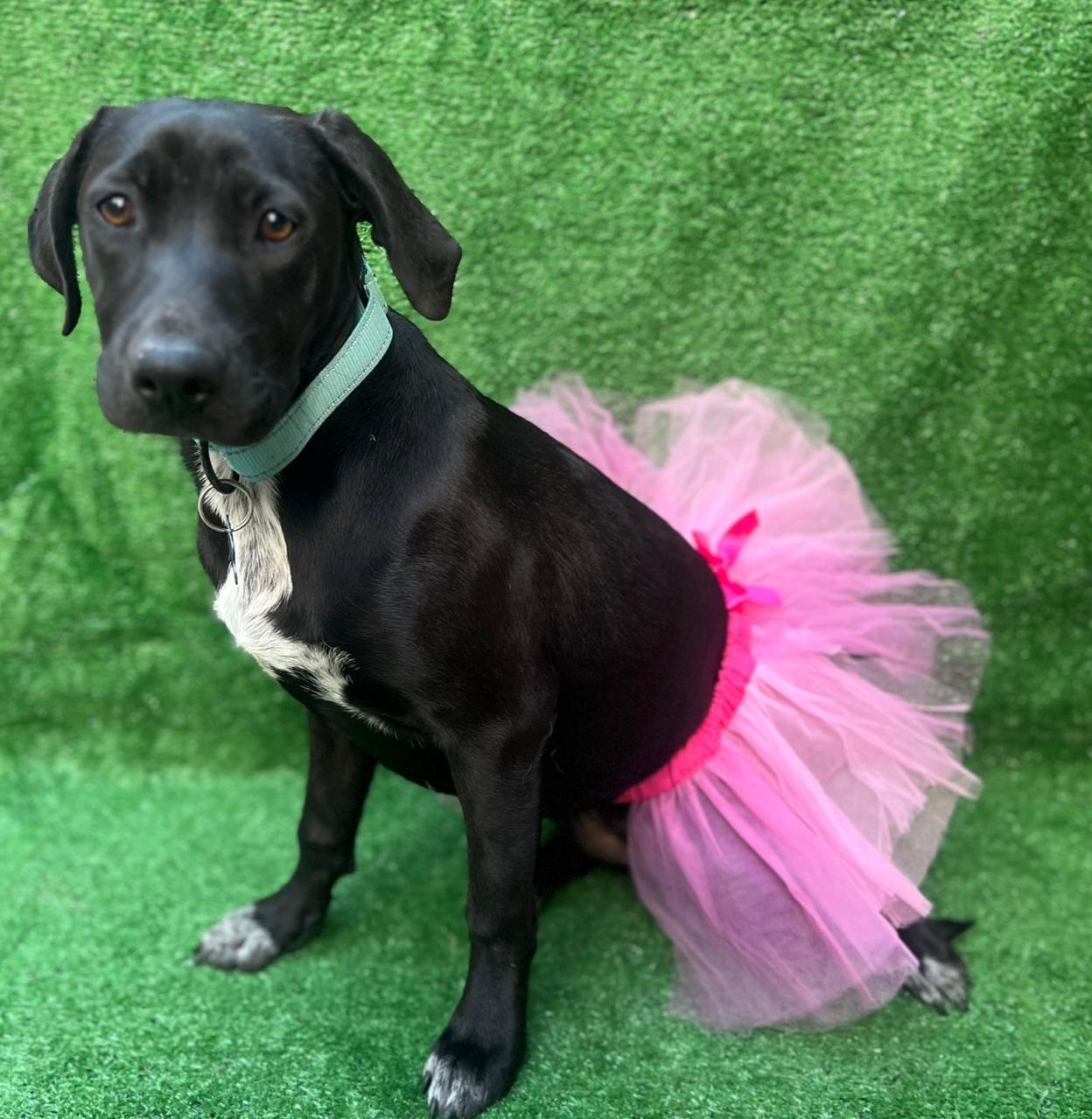 Prada, a Adoptable mixed breed in San Ysidro, CA image 1/5